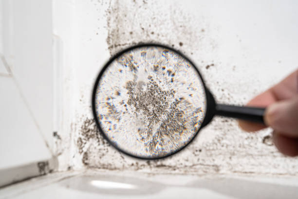 Best Basement Mold Removal  in Freeport, TX