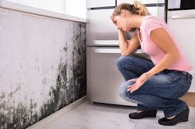  Freeport, TX Mold Remediation Pros